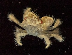 Pilumnus