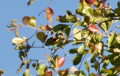 Cynanthus latirostris
