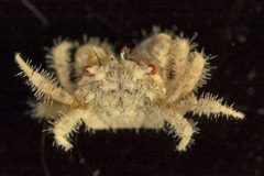 Pilumnus