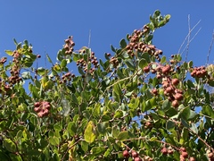 Stegnosperma halimifolium