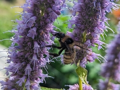 Bombus borealis image
