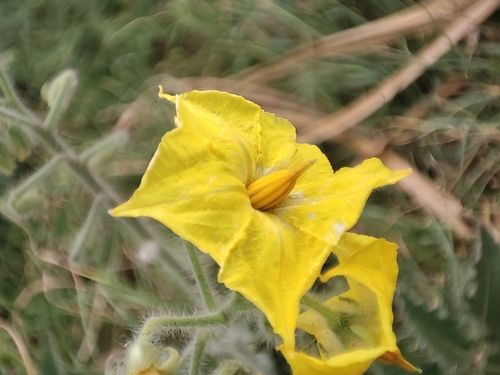Image of Solanum habrochaites by (c) Martin Vallejos, some rights reserved (CC BY)