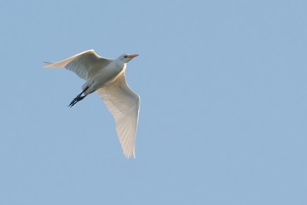 Cattle Egret From Lake Findley On September 1 2023 At 07 15 PM By Mike   Large 