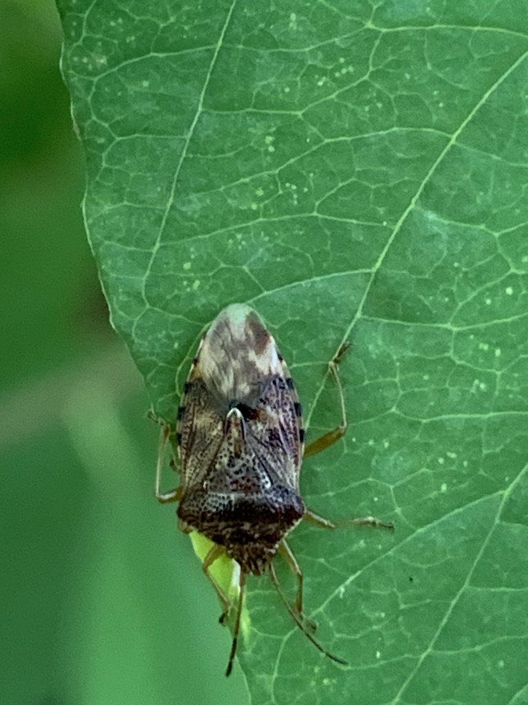 Edge-striped Shield Bug from West Ladner, Delta, BC, CA on September 1 ...