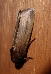 Bityla defigurata