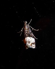 Scoparia minusculalis