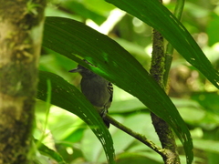 Thamnophilus atrinucha