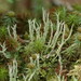 Mealy Forked Cladonia - Photo (c) Hans, some rights reserved (CC BY-NC), uploaded by Hans