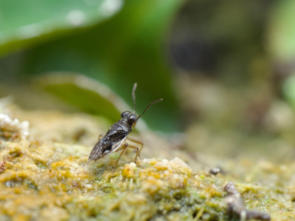 Micracanthia husseyi