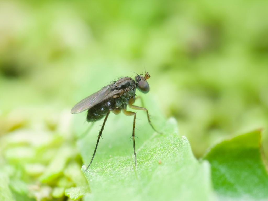 Long-legged fly