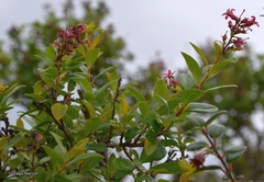 Escallonia callcottiae