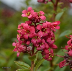 Escallonia callcottiae