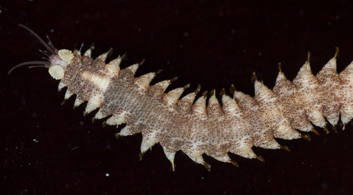 Hermenia verruculosa observed 2014-07-07