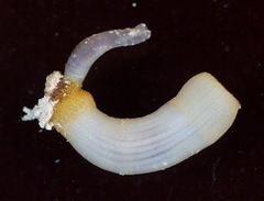 Sipuncula