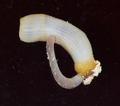 Sipuncula