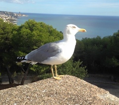 Larus michahellis