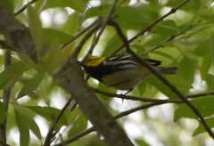 Setophaga virens