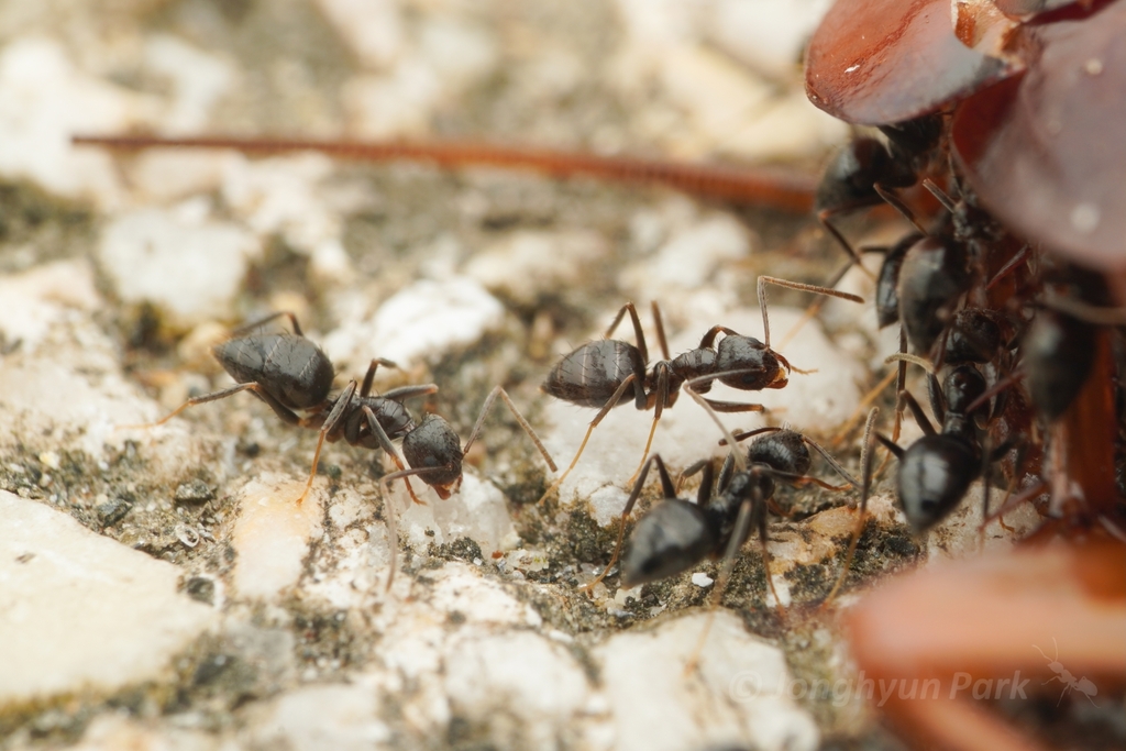 Nylanderia amia