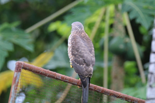 Fiji Goshawk (Tachyspiza rufitorques), photo 9