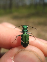 Cicindela patruela