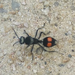 Traumatomutilla incerta