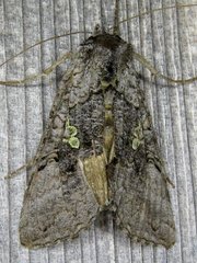 Syngrapha viridisigma