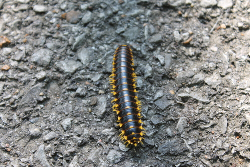 Apheloria montana photo 5