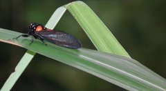 Huechys sanguinea