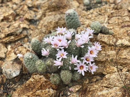 Schummann's Nipple Cactus