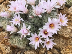 Mammillaria schumannii