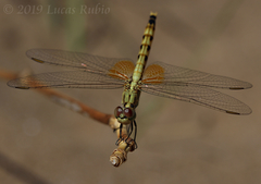 Erythrodiplax corallina