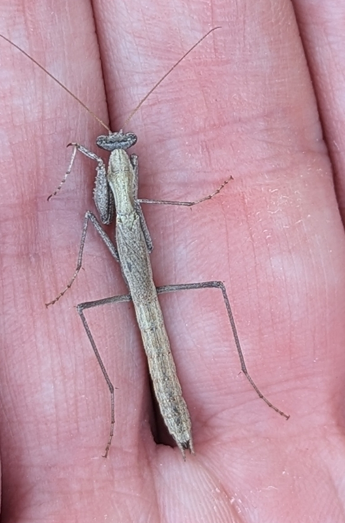 Minor Ground Mantid
