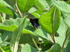 Pyrrhopyge zenodorus