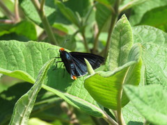 Pyrrhopyge zenodorus