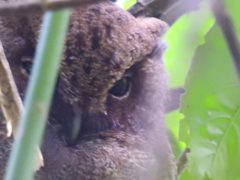 Megascops guatemalae