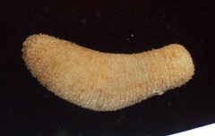 Sipuncula