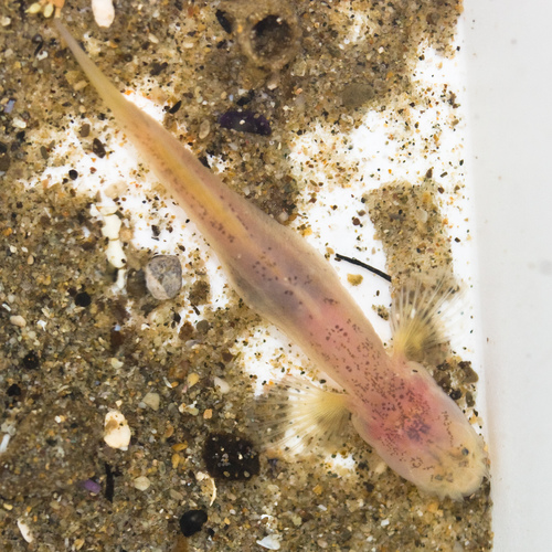 Typhlogobius californiensis