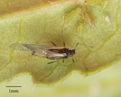 Myzus persicae