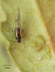 Myzus persicae