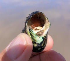 Paguristes frontalis