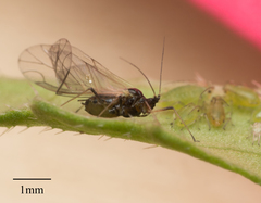 Myzus persicae