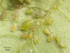 Myzus persicae