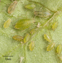 Myzus persicae