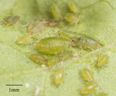 Myzus persicae