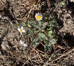 Perityle crassifolia