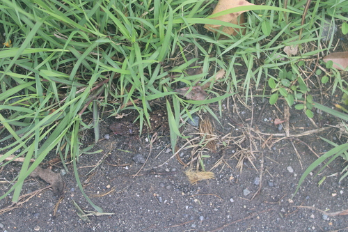 Palau lsland Dtella, Gehyra brevipalmata