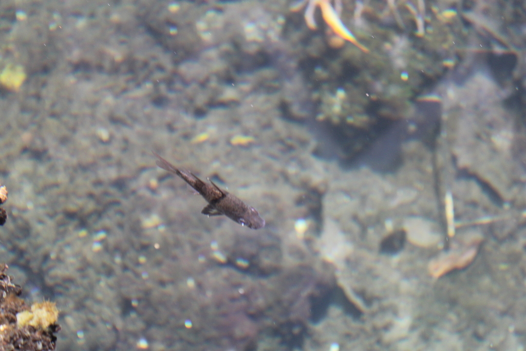 Orbiculate Cardinalfish