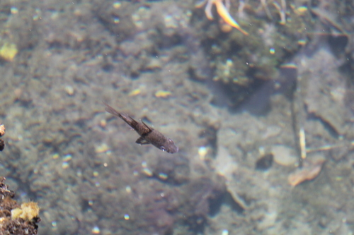 Orbiculate Cardinalfish