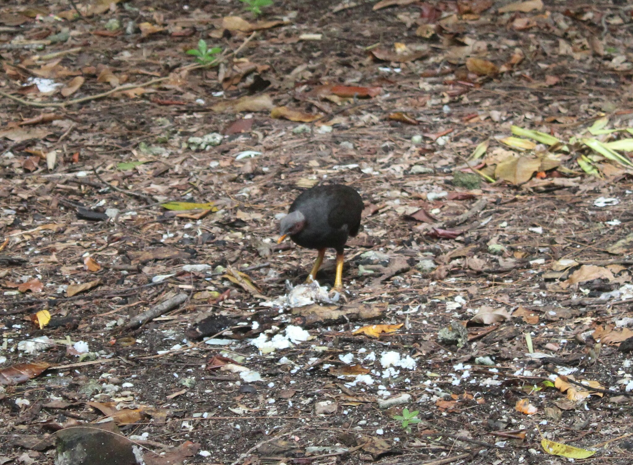 Micronesian Megapode (Megapodius laperouse), photo 1