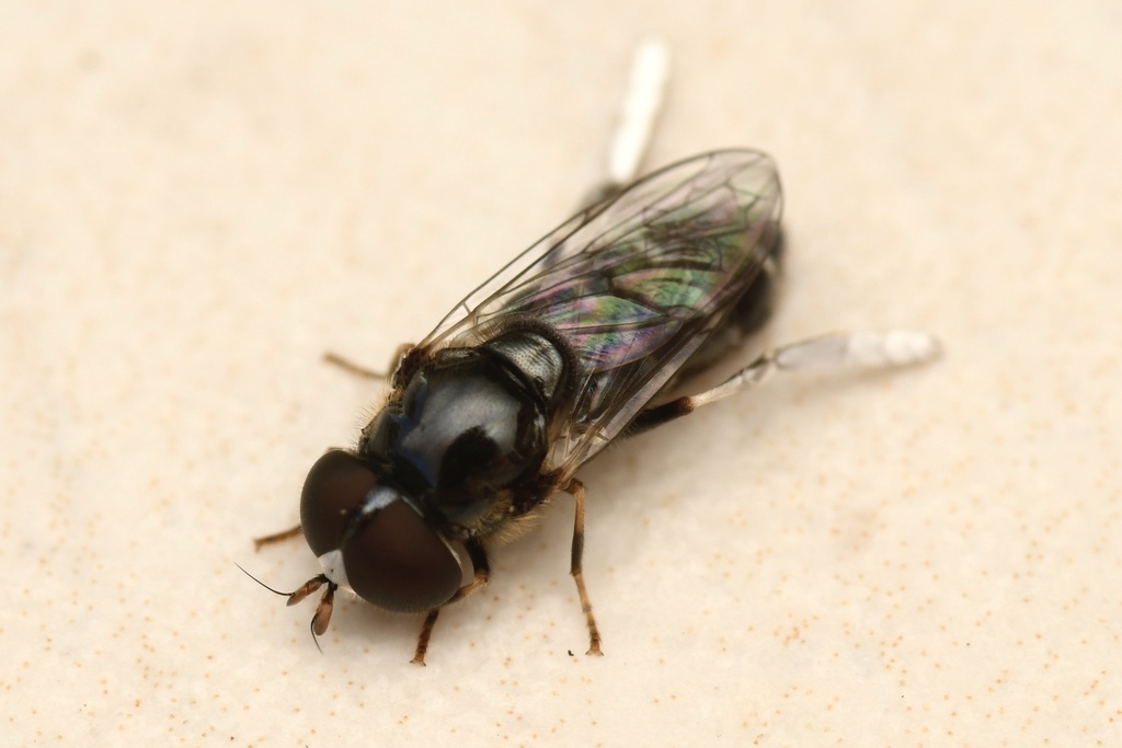 Eumerus argentipes